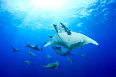 Schooling Scalloped Hammerhead Sharks (Sphyrna Lewini) Cocos Island National Park, Costa Rica-Franco Banfi-Photographic Print