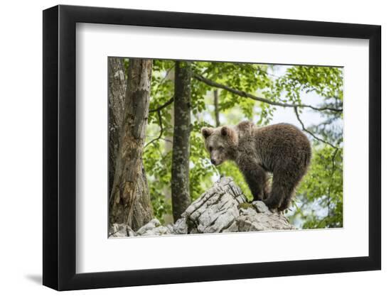 Premium Photographic Print, , large