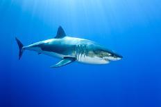 Great White Shark (Carcharodon Carcharias) Guadalupe Island, Mexico, Pacific Ocean-Franco Banfi-Photographic Print