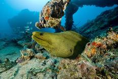 Pacific Seahorse (Hippocampus Ingens) Galapagos Islands, East Pacific Ocean-Franco Banfi-Photographic Print