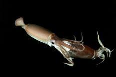 Pacific Octopus (Octopus Dofleini) Vancouver Island, British Columbia, Canada, Pacific Ocean-Franco Banfi-Photographic Print