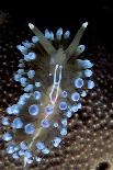 Pacific Seahorse (Hippocampus Ingens) Galapagos Islands, East Pacific Ocean-Franco Banfi-Photographic Print