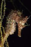 Devilrays (Mobula Tarapacana) Large Group at the Surface-Franco Banfi-Photographic Print