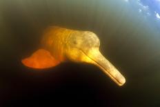 Pink River Dolphin - Boto (Inia Geoffrensis) Acajatuba Lake, Negro River, Amazonas, Brazil-Franco Banfi-Photographic Print