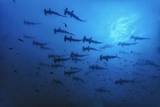 Devilrays (Mobula Tarapacana) Large Group at the Surface-Franco Banfi-Photographic Print