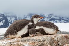 Two Gentoo penguin chicks sleeping huddled together, Antarctica-Franco Banfi-Photographic Print