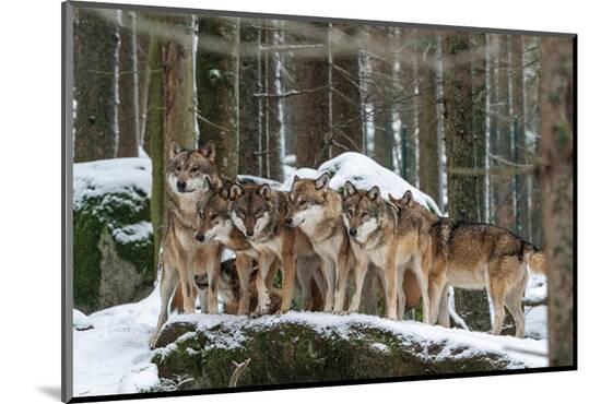 Photographic Print, , large
