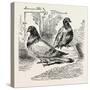 Franco-Prussian War: the Famous Pigeon Gambetta and Keratry-null-Stretched Canvas