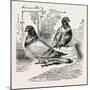 Franco-Prussian War: the Famous Pigeon Gambetta and Keratry-null-Mounted Giclee Print