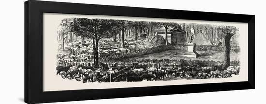 Franco-Prussian War: the Last in the Luxembourg Gardens Housed Sheep, France-null-Framed Giclee Print