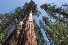 Sequoia Trees at Mariposa Grove, Yosemite-Francois Galland-Stretched Canvas