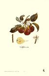 Pear, Bellifsime d'Ete-Francois Langlois-Framed Art Print