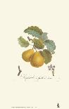 Pears, Imperiale-Francois Langlois-Art Print