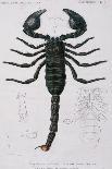 African Scorpion-Francois Le Vaillant-Giclee Print