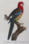 Hand Coloured Engraving of a Toucan, 1806-Francois Levaillant-Framed Giclee Print