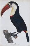 Hand Coloured Engraving of a Toucan, 1806-Francois Levaillant-Framed Giclee Print