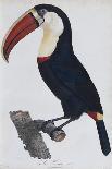 Hand Coloured Engraving of a Toucan, 1806-Francois Levaillant-Framed Giclee Print