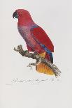 Histoire Naturelle Des Perroquets, circa 1801-1805-Francois Levaillant-Giclee Print