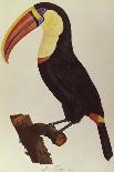 Hand Coloured Engraving of a Toucan, 1806-Francois Levaillant-Framed Giclee Print