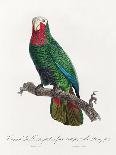 Eastern Rosella (Platycercus Eximius) from 'Histoire Naturelle Des Perroquets, Variete De La…-Francois Levaillant-Framed Stretched Canvas