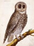Owl, from Histoire Naturelle Des Oiseaux by Georges de Buffon-Francois Nicolas Martinet-Giclee Print