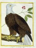 Parrot, from Histoire Naturelle Des Oiseaux by Georges de Buffon-Francois Nicolas Martinet-Giclee Print