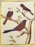 White-Headed Munia, Double Coloured Seed Eater and Violet Eared Waxbill-Francois Nicolas Martinet-Giclee Print