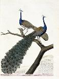 Zoological Chart (Ornithology): the Peacock (Blue Peacock or Pavo Cristatus). Illustration in “The-Francois Nicolas Martinet-Giclee Print