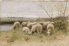 Sheep-Francois Pieter Ter Meulen-Giclee Print
