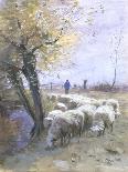Sheep-Francois Pieter Ter Meulen-Framed Stretched Canvas