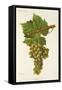 Francois Premier Grape-J. Troncy-Framed Stretched Canvas