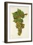 Francois Premier Grape-J. Troncy-Framed Giclee Print