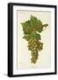 Francois Premier Grape-J. Troncy-Framed Giclee Print