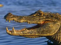 Spectacled Caiman, Llanos, Hato El Frio, Venezuela-Francois Savigny-Stretched Canvas