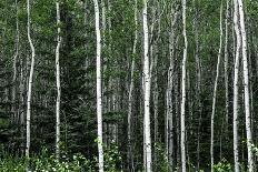 Birch Forest on the Island of Kodiak, Alaska-Françoise Gaujour-Photographic Print