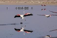 Pink Flamingo from the Andes and its Reflection in the Salar De Atacama, Chile and Bolivia-Françoise Gaujour-Photographic Print