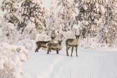 Reindeers Near Ivalo, Finland-Françoise Gaujour-Photographic Print