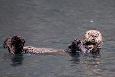 See-Otter in Alaska-Françoise Gaujour-Photographic Print