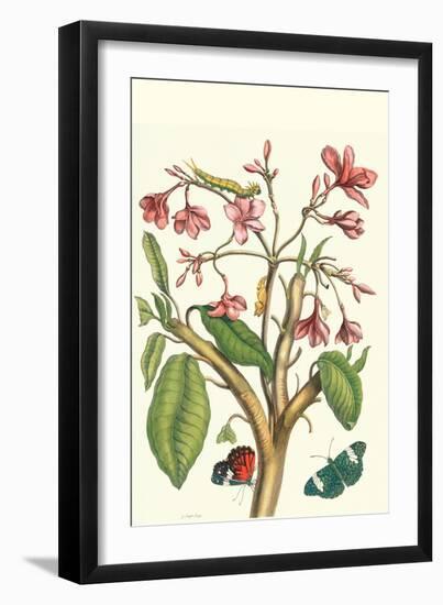 Frangiani and Red Cracker Butterfly-Maria Sibylla Merian-Framed Art Print