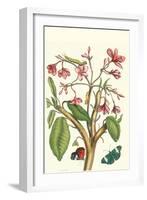 Frangiani and Red Cracker Butterfly-Maria Sibylla Merian-Framed Art Print