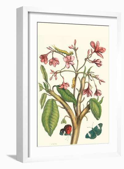 Frangiani and Red Cracker Butterfly-Maria Sibylla Merian-Framed Art Print