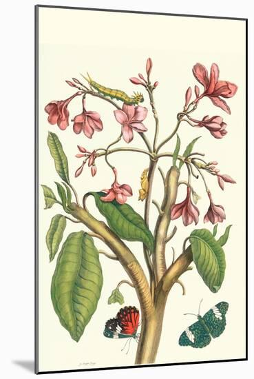 Frangiani and Red Cracker Butterfly-Maria Sibylla Merian-Mounted Art Print