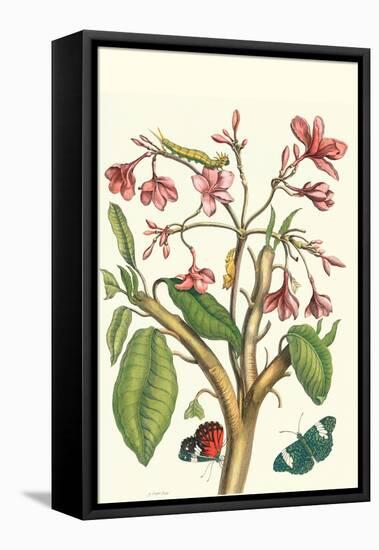 Frangiani and Red Cracker Butterfly-Maria Sibylla Merian-Framed Stretched Canvas