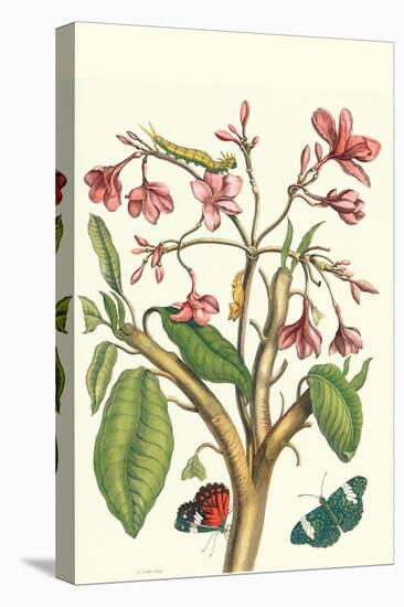 Frangiani and Red Cracker Butterfly-Maria Sibylla Merian-Stretched Canvas