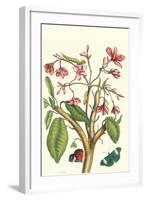 Frangiani and Red Cracker Butterfly-Maria Sibylla Merian-Framed Art Print