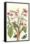 Frangiani and Red Cracker Butterfly-Maria Sibylla Merian-Framed Stretched Canvas