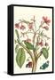 Frangiani and Red Cracker Butterfly-Maria Sibylla Merian-Framed Stretched Canvas