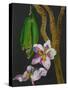 Frangipani Flower, Bequia, 2008-Deborah Barton-Stretched Canvas