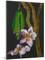 Frangipani Flower, Bequia, 2008-Deborah Barton-Mounted Giclee Print
