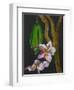 Frangipani Flower, Bequia, 2008-Deborah Barton-Framed Giclee Print